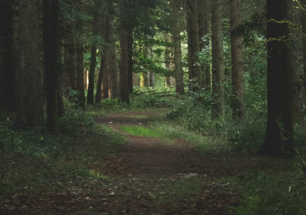 AI risk management for insurance brokers. Image of path through trees